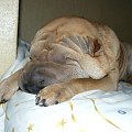 wieczorna drzemka #SharPei