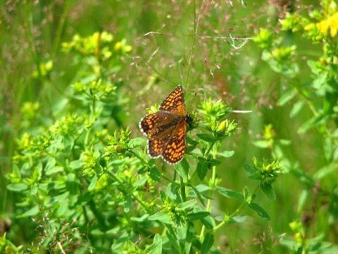 #Mazury #PuszczaPiska #Motyl