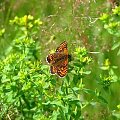 #Mazury #PuszczaPiska #Motyl