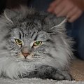 Silviassib - hodowla kotów syberyjskich