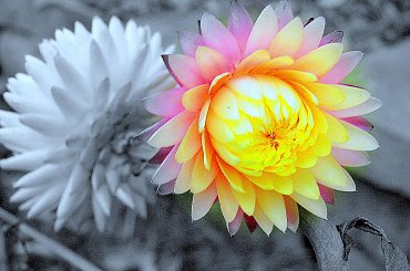 Grudniowy ogród #kwiaty #ogród #suszki