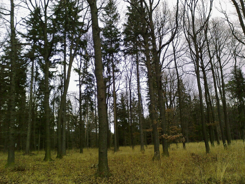 Las niby zimowy. #Lasy #drzewa