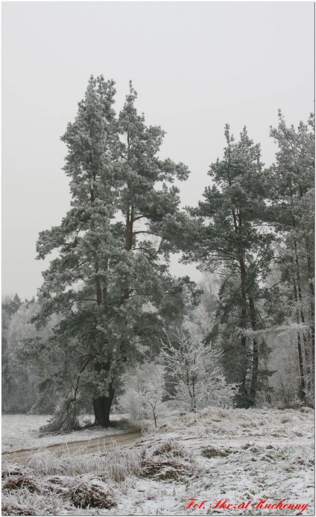 #PejzażZimowy #zima #las #drzewa