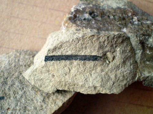 Graptolit . Długość osobnika - 1,8 cm . Wiek - ? Data znalezienia : 2004 .