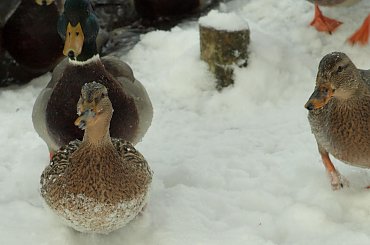 Nad Czarną Hańczą #kaczka #kaczki #kaczor #ptak #ptaki #zima #rzeka #Suwałki #CzarnaHańcza