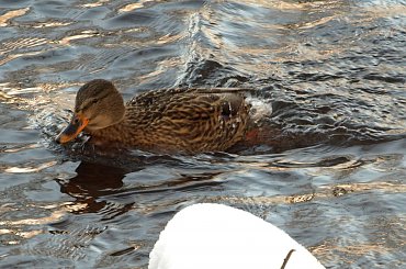 Nad Czarną Hańczą #kaczka #kaczki #kaczor #ptak #ptaki #zima #rzeka #Suwałki #CzarnaHańcza