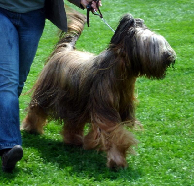 #briard #briardy #pies #psy #wystawa