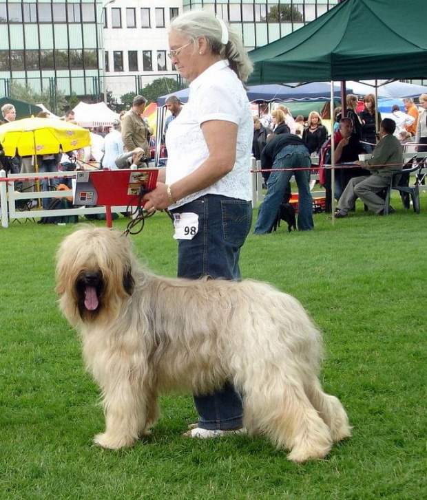 #briard #briardy #pies #psy #wystawa