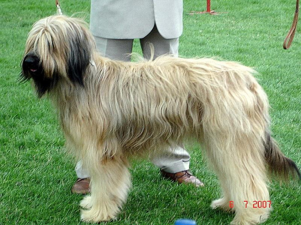 #briard #briardy #pies #psy #wystawa