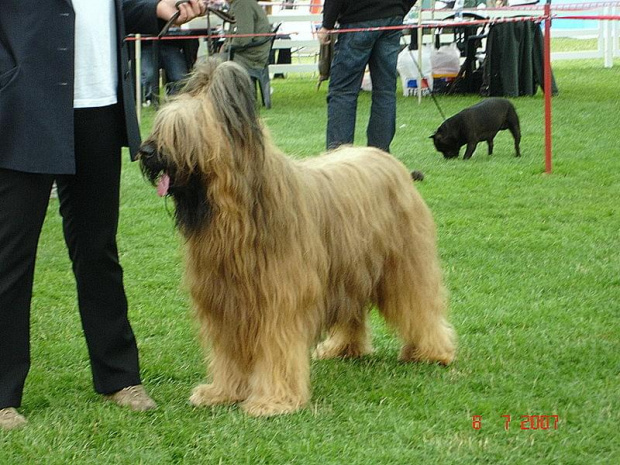 #briard #briardy #pies #psy #wystawa