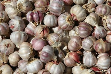 Kolory Tunezja #Kwiaty #barwy #kontrast