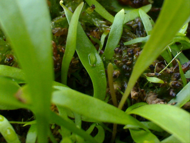 Utricularia longifolia