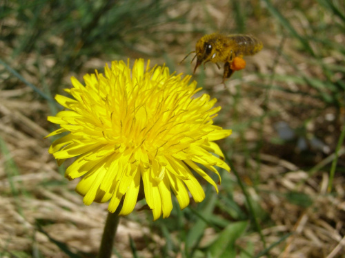 Lądowanie pszczoły. #lot #mlecz #nektar #owad #pszczoła #pyłek