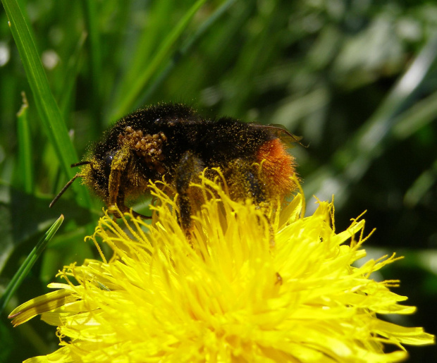 Pszczoła zbierająca nektar. #Pszczoła #owad #nektar #pyłek #pył #mlecz #kwiat