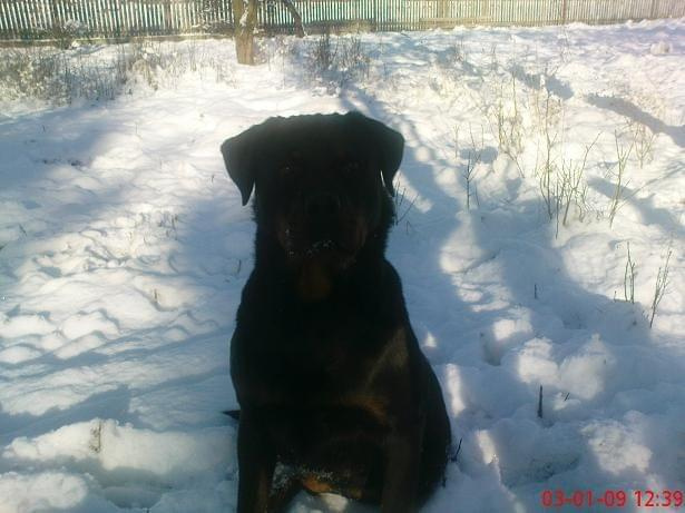 #psy #rottweiler