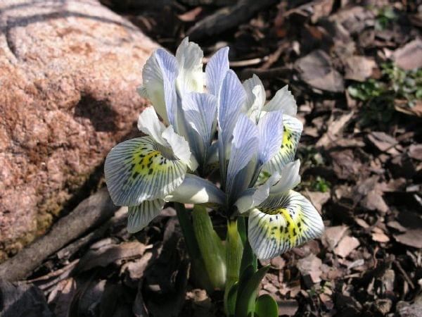 Iris 'Katharine Hodgkin'