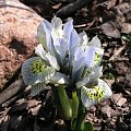 Iris 'Katharine Hodgkin'