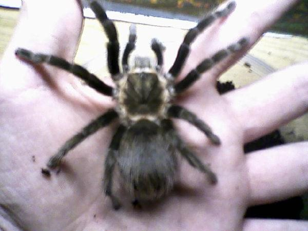 Brachypelma angustum. Moja ulubienica z hodowli.
L10 DC około 3,5cm.