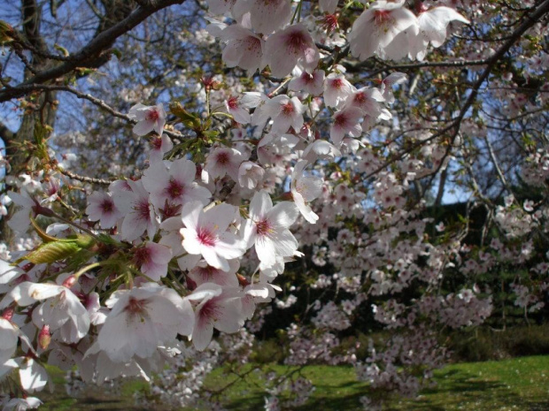 Royal Botanic Gardens