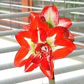 odmiana 'Pasadena' - 29 marca 2008 #amarylis #Hippeastrum #hydroponika #Pasadena