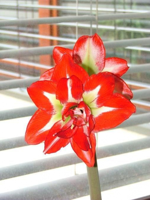 odmiana 'Pasadena' - 29 marca 2008 #amarylis #Hippeastrum #hydroponika #Pasadena