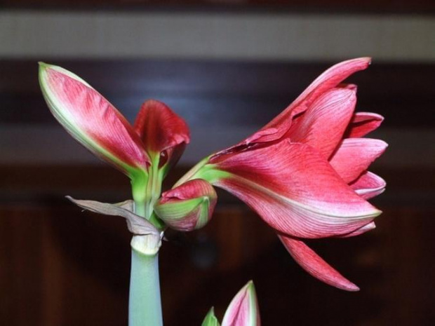 odmiana 'Double Dragon' - 24 stycznia 2009 #amarylis #DoubleDragon #Hippeastrum #hydroponika