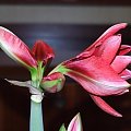 odmiana 'Double Dragon' - 24 stycznia 2009 #amarylis #DoubleDragon #Hippeastrum #hydroponika