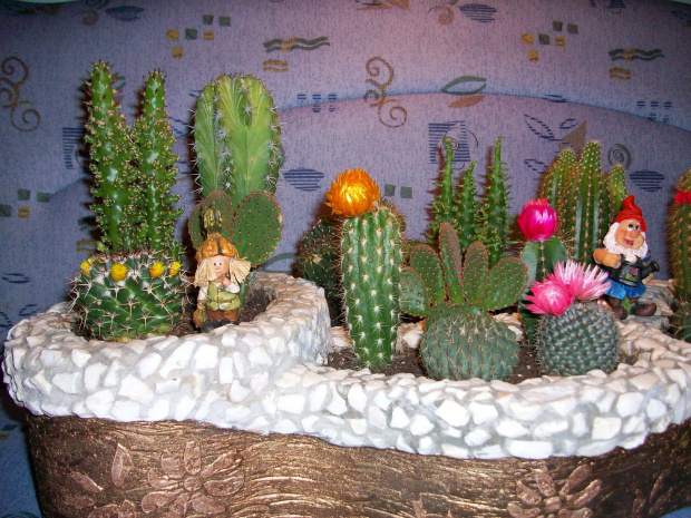 Moj maly swiat kaktusow! #kaktusy #ogrodek #natura #kwiaty #dekoracje