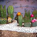 Moj maly swiat kaktusow! #kaktusy #ogrodek #natura #kwiaty #dekoracje