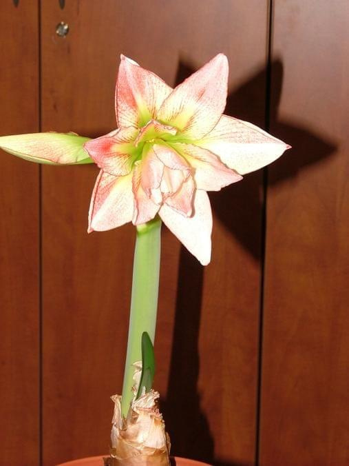 odmiana 'Aphrodite' - 2 lutego 2009 #amarylis #Aphrodite #Hippeastrum #hydroponika