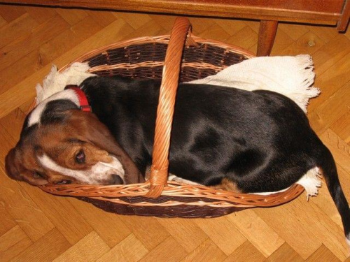 Chyba już trochę wyrosłem z tego koszyka! #Boogie #BassetHound #pies #Bałtyk #morze