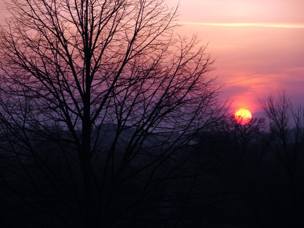 Zachód słońca #zachód #niebo #słońce #drzewo #wieczór