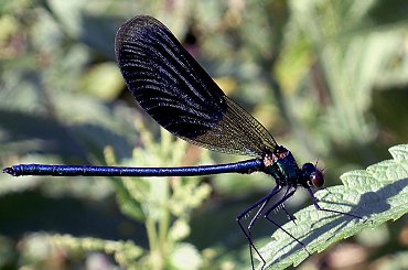 Calopteryx splendens - świtezianka błyszcząca #Wazki #owady #przyroda #fauna