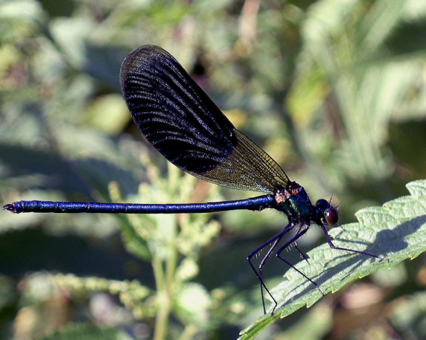 Calopteryx splendens - świtezianka błyszcząca #Wazki #owady #przyroda #fauna