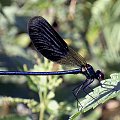 Calopteryx splendens - świtezianka błyszcząca #Wazki #owady #przyroda #fauna