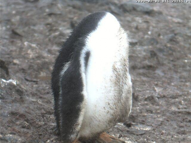 Pingwiny #PtakiPinwiny