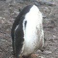 Pingwiny #PtakiPinwiny