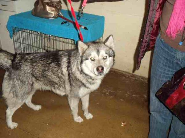 husky Wiliam 6.02.2009r