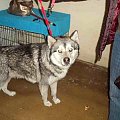 husky Wiliam 6.02.2009r