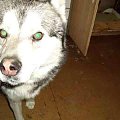 husky Wiliam 6.02.2009r