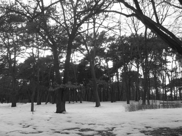 Park Black&White #park