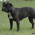 zhoshua buldozer