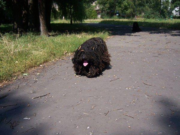 hungarian puli