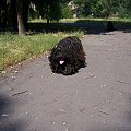 hungarian puli