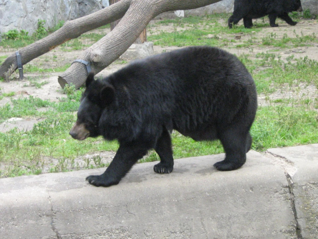 niedźwiedź we wrocławskim zoo :)