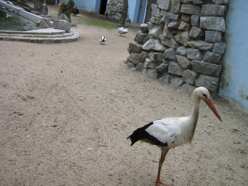 bociek we wrocławskim zoo :)