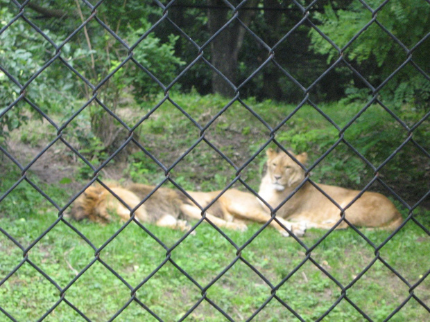 leniwe lwy we wrocławskim zoo :)