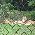 leniwe lwy we wrocławskim zoo :)