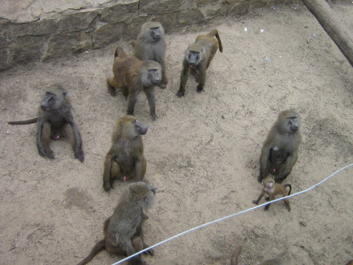 małpy na wybiegu-sępy we wrocławskim zoo :)