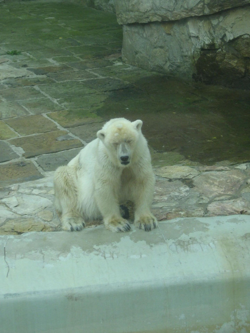 niedźwiedź we wrocławskim zoo :)